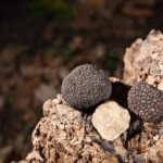 Prenota ora la tua esperienza Caccia al Tartufo con Tartufo Nero e Brunello di Montalcino e vivi un'avventura unica nel cuore della tradizione toscana!