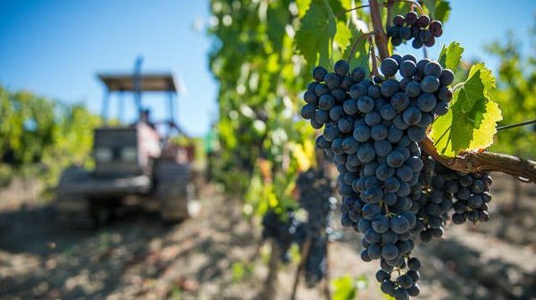 Visita Premium dei vigneti e cantine con pranzo cena Cordella Montalcino