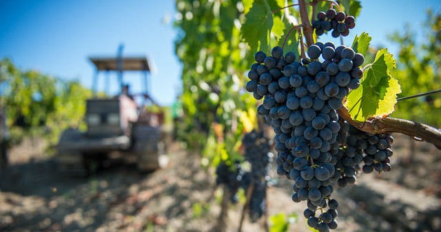 Visita Premium dei vigneti e cantine con pranzo cena Cordella Montalcino